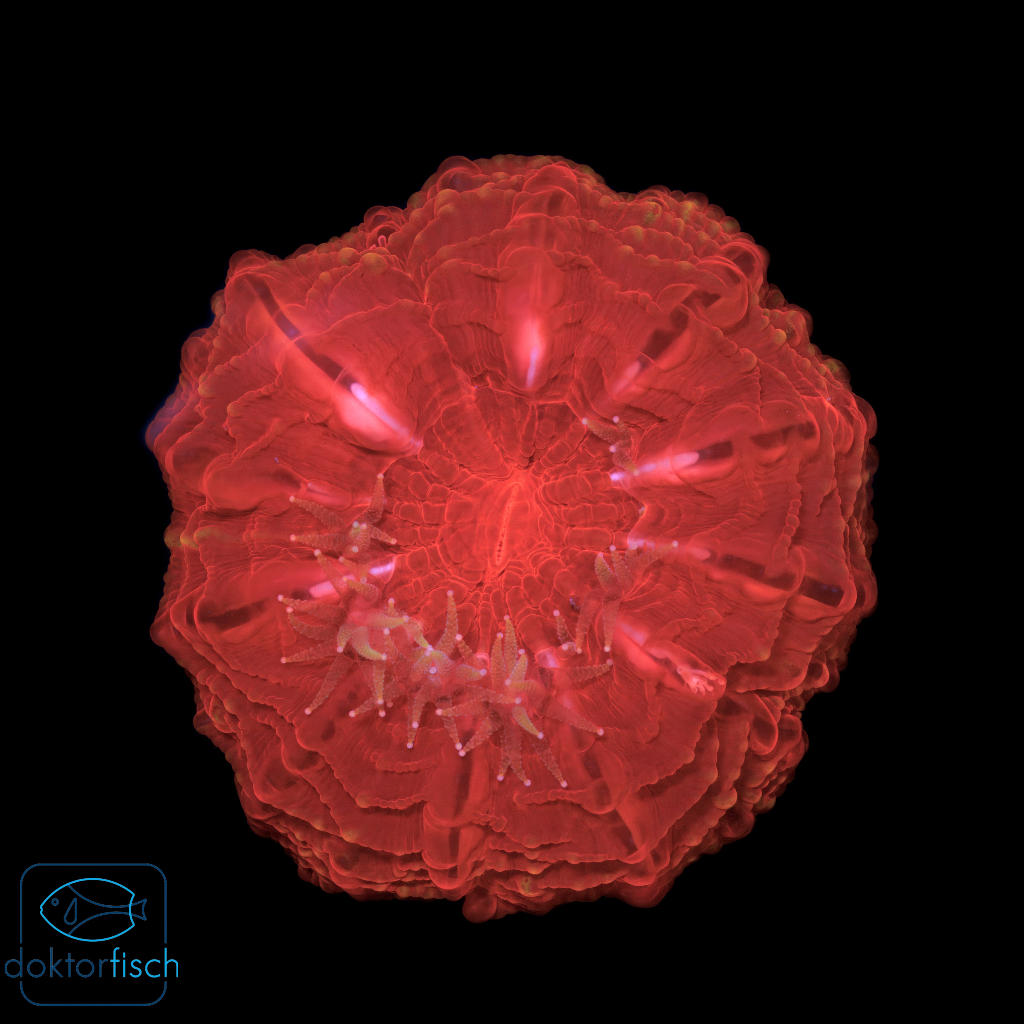WYSIWYG Cynarina lacrymalis