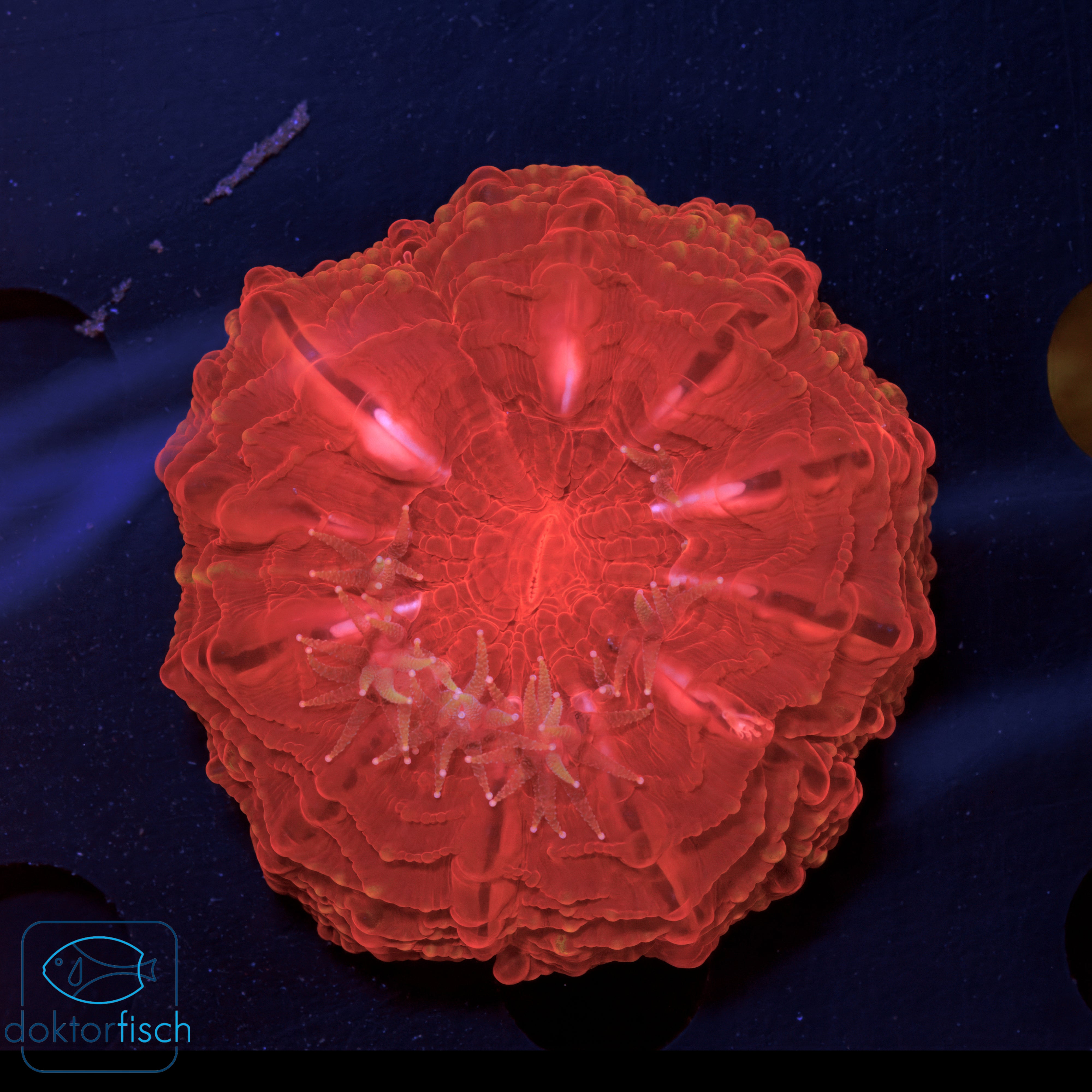WYSIWYG Cynarina lacrymalis
