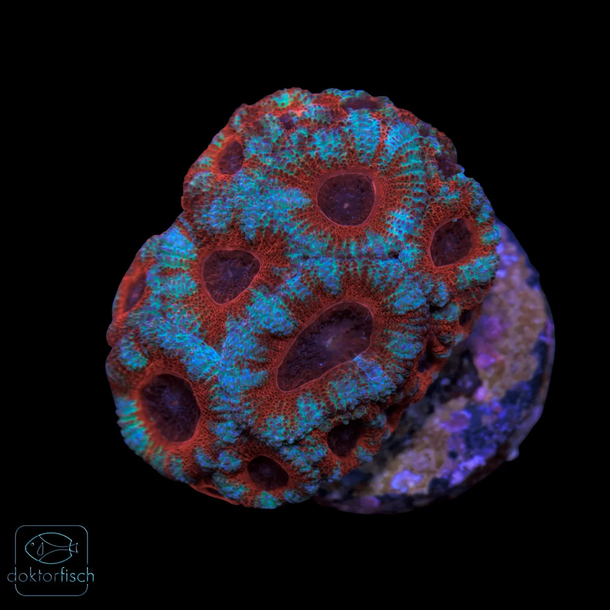 WYSIWYG Acanthastrea lordhowensis