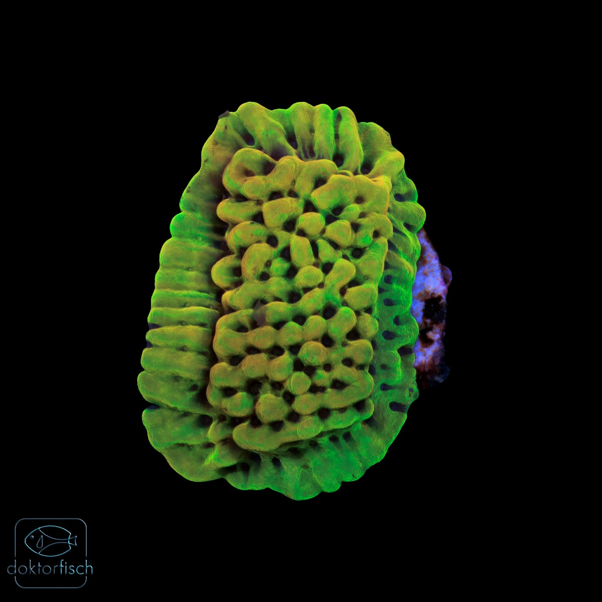 WYSIWYG Montipora „Crazy T"