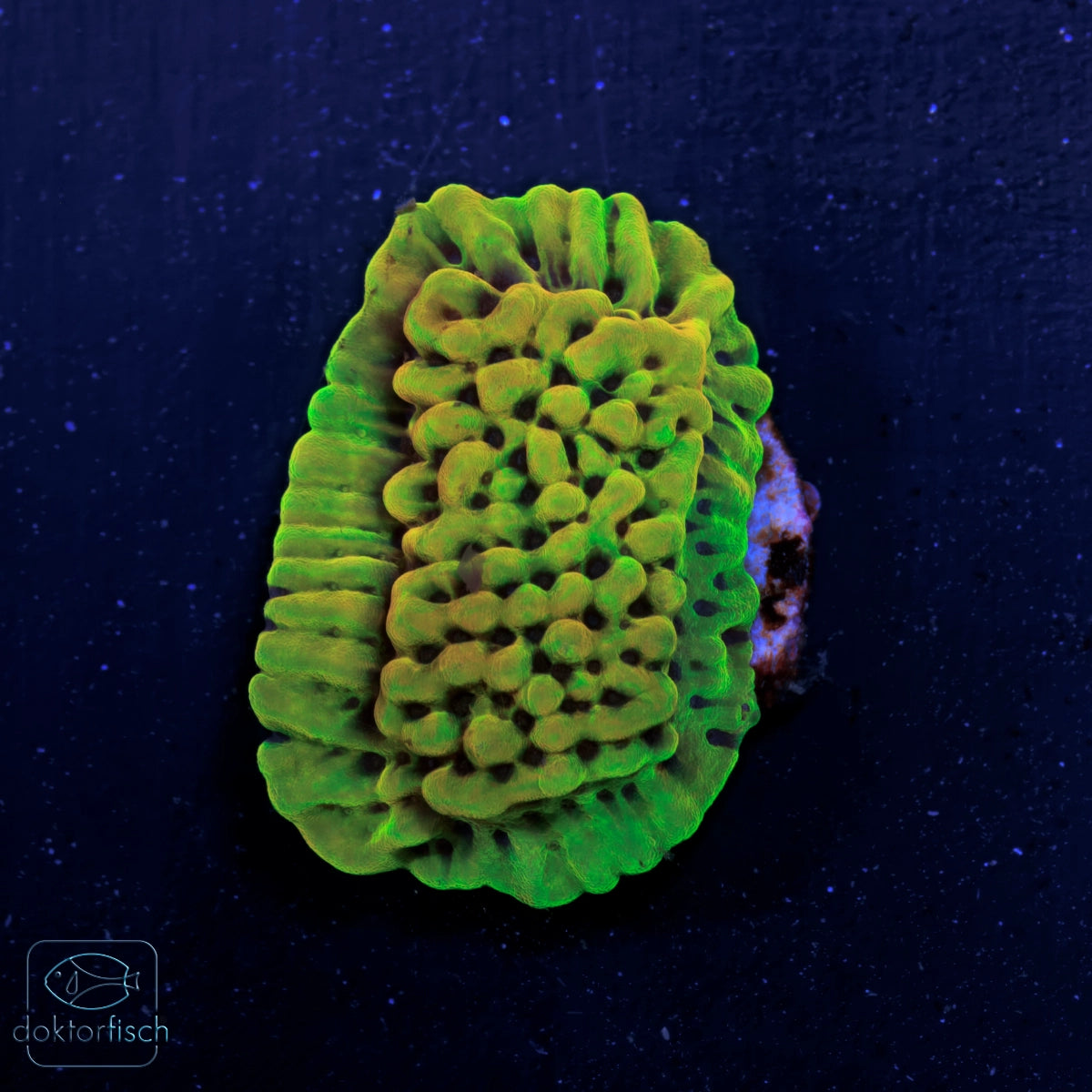 WYSIWYG Montipora „Crazy T"