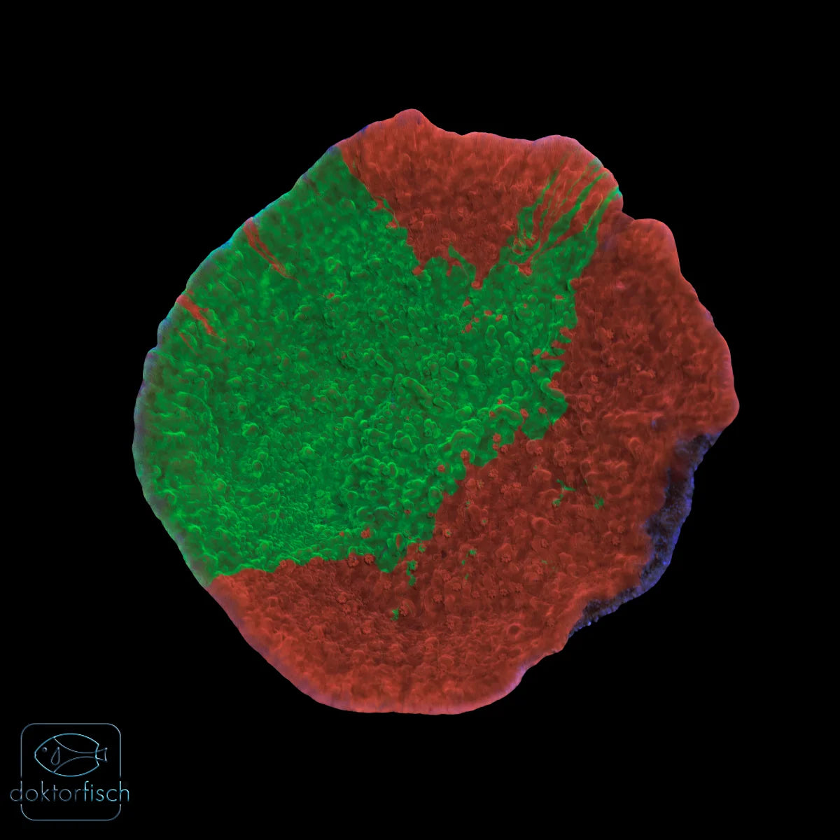 WYSIWYG Montipora foliosa „Grafted“