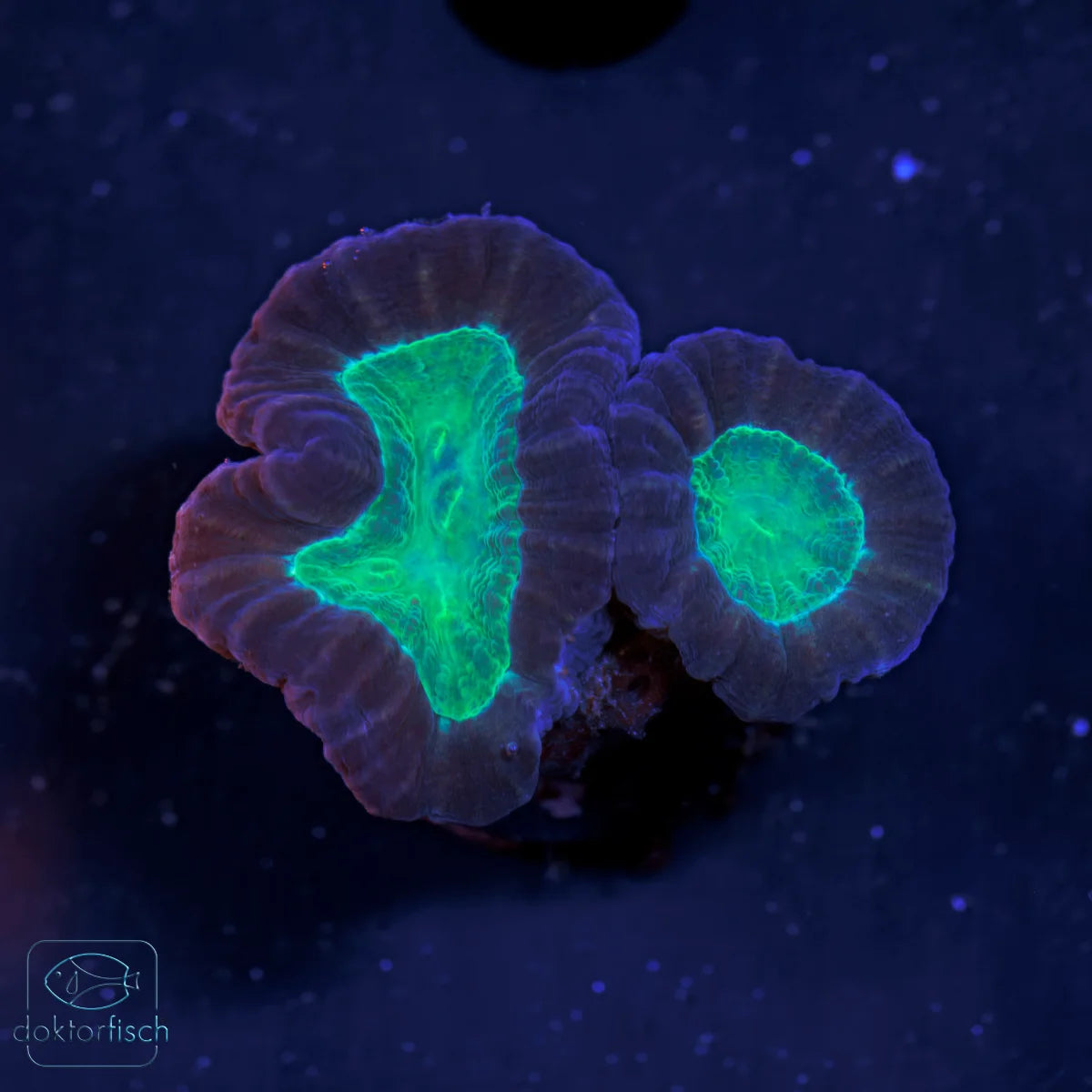 WYSIWYG Caulastrea furcata „Bicolor“