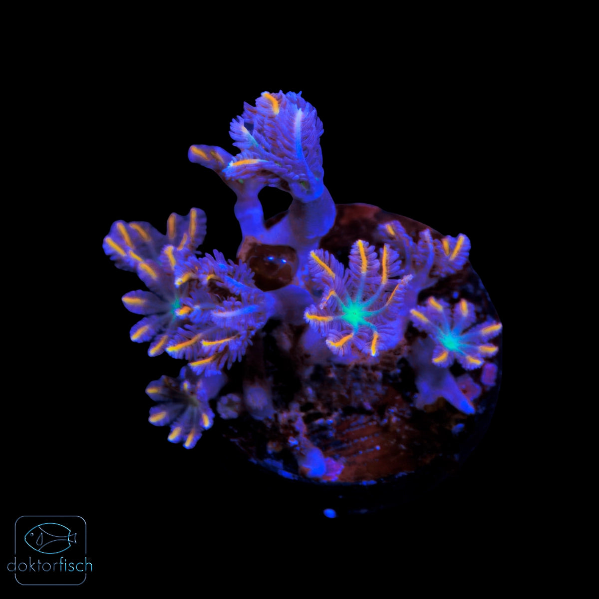WYSIWYG Clavularia Tricolor Kolonie