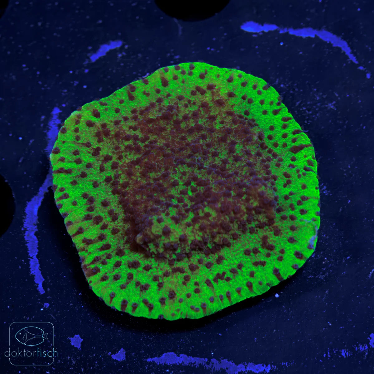 WYSIWYG Montipora „Blueberry Cheesecake“ 