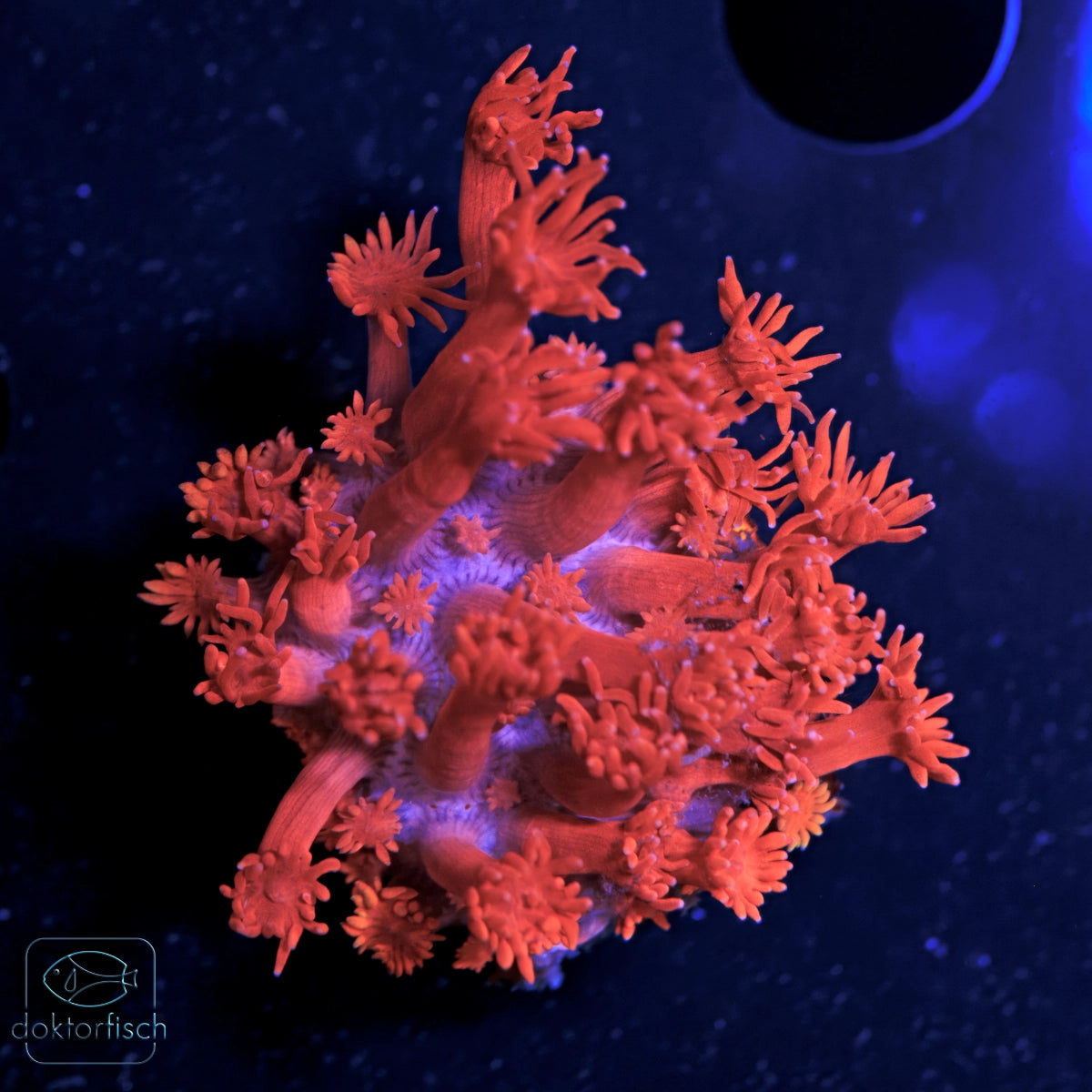 WYSIWYG Goniopora red blue tips