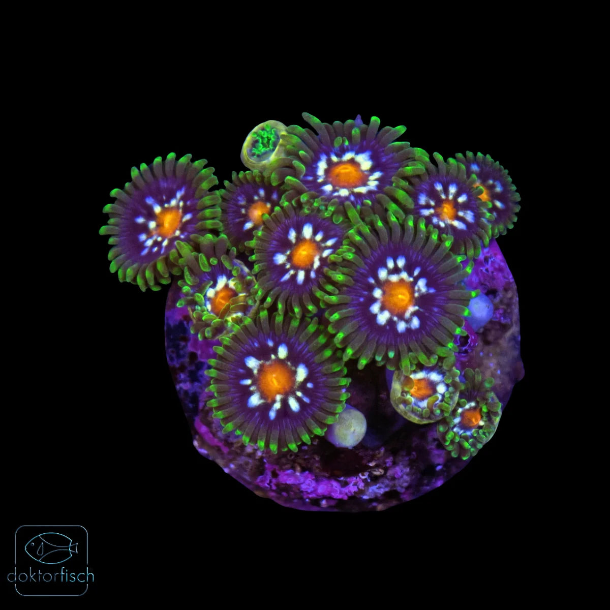 WYSIWYG Zoanthus „Stargazer“
