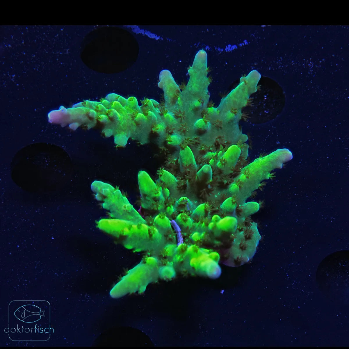 WYSIWYG Acropora batunai