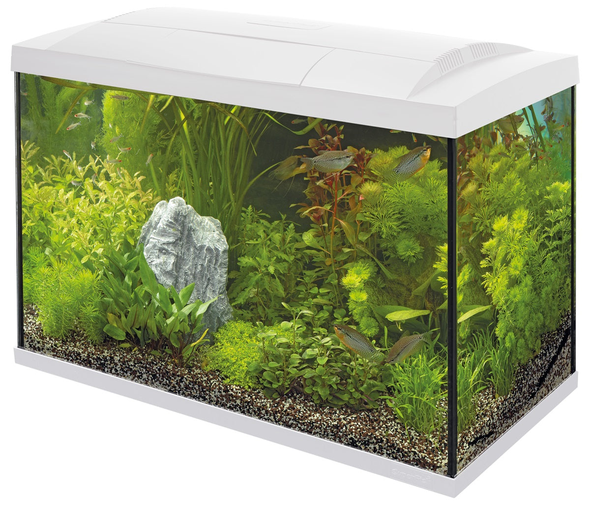 SuperFish Start 70 Tropical Kit Aquarium – 60 Liter