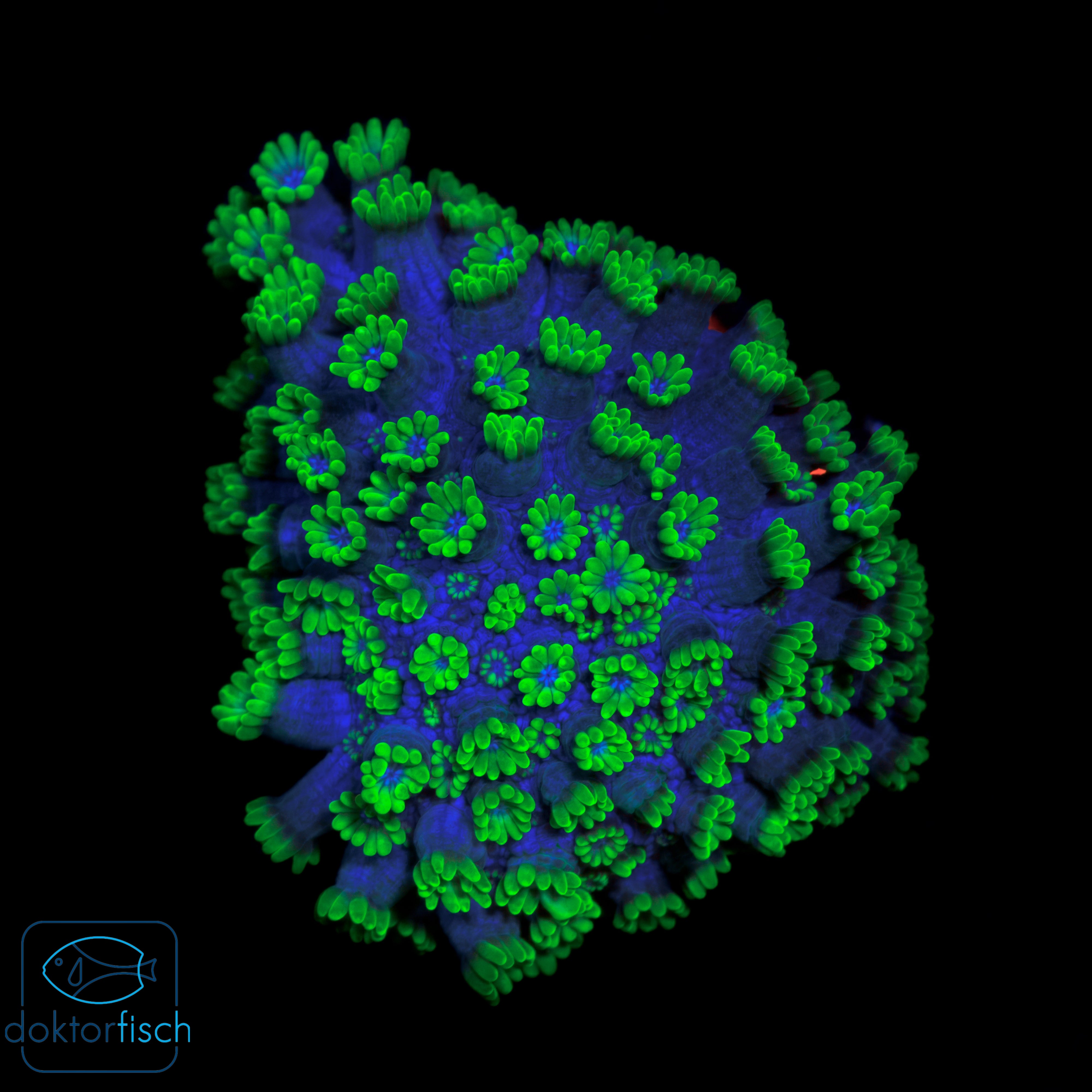 WYSIWYG Alveopora Green Blue mouth