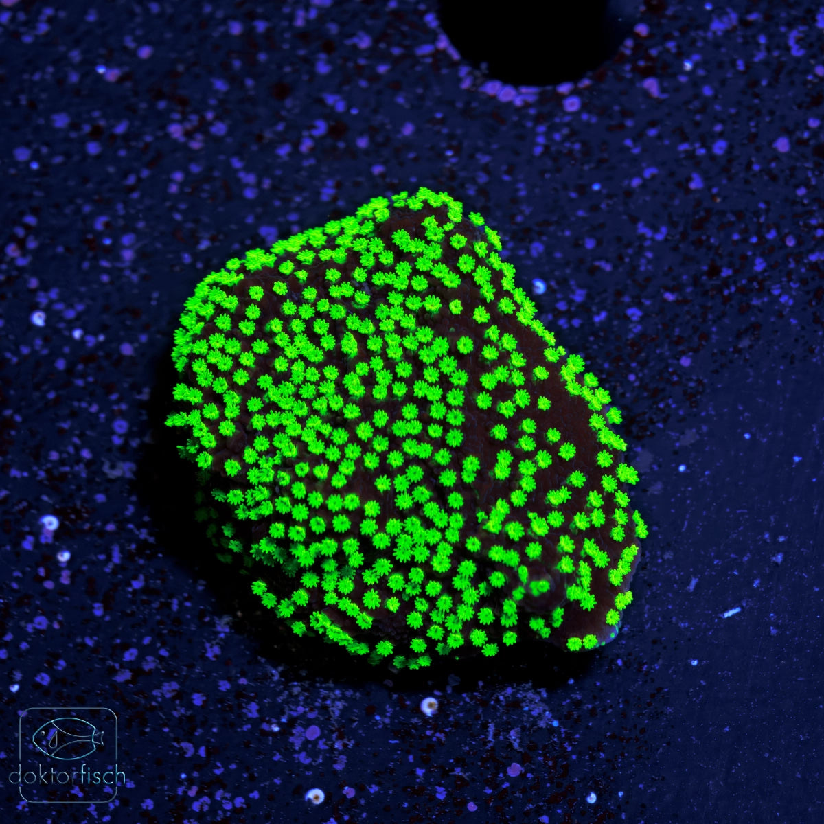 WYSIWYG Montipora „Hofmeisteri“