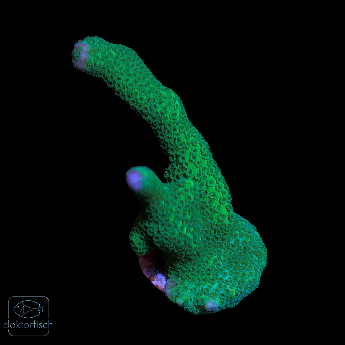 WYSIWYG Montipora digitata