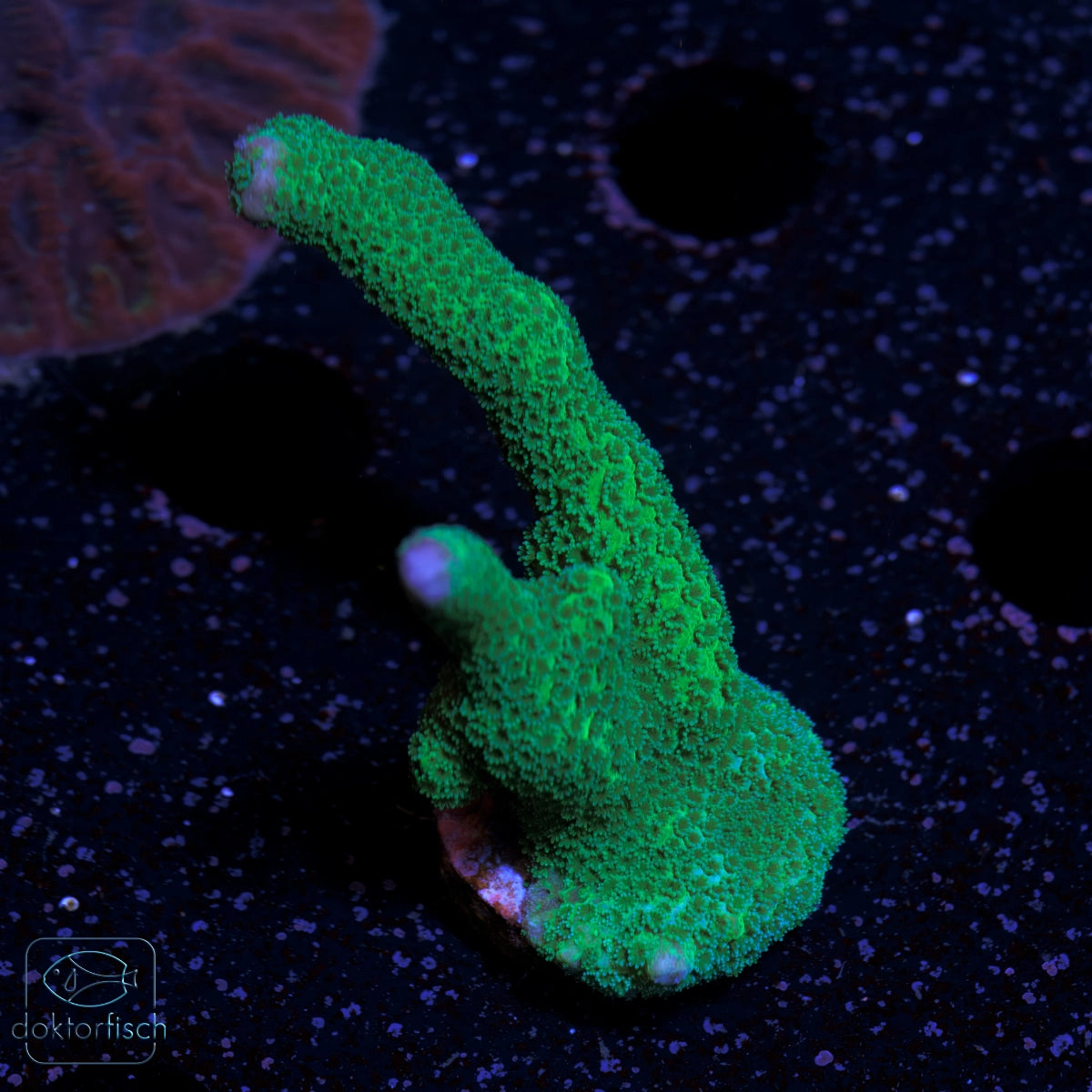 WYSIWYG Montipora digitata