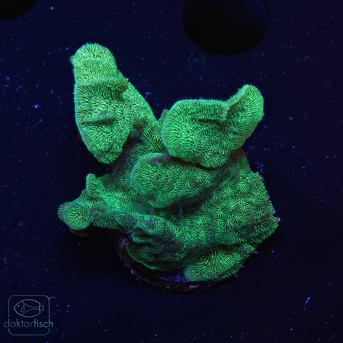 WYSIWYG Pavona Cactus