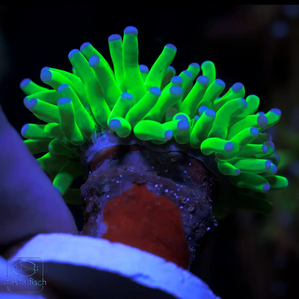 WYSIWYG Euphyllia glabrescens „Holy Grail“
