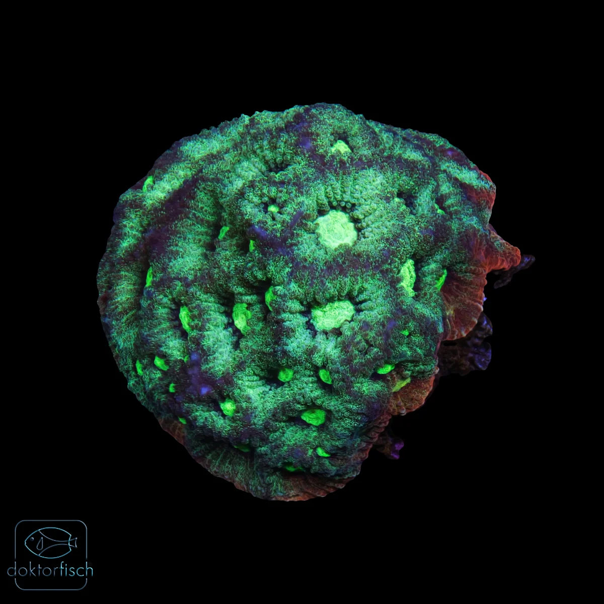 WYSIWYG Favia „War Coral“
