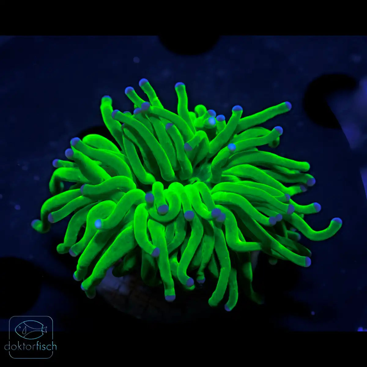 WYSIWYG Euphyllia glabrescens „Holy Grail“