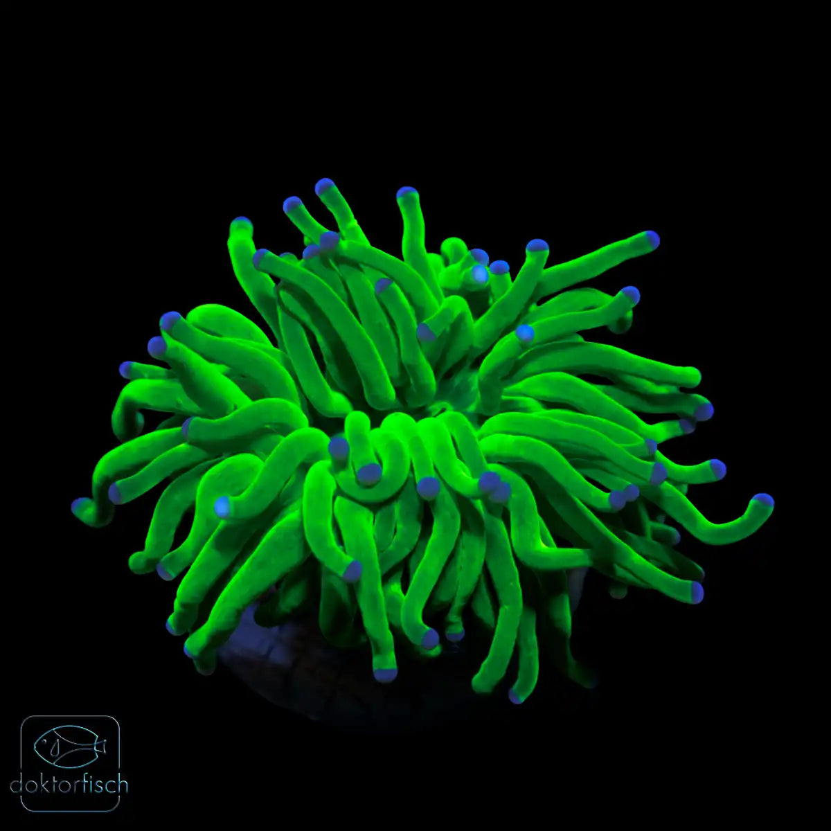 WYSIWYG Euphyllia glabrescens „Holy Grail“