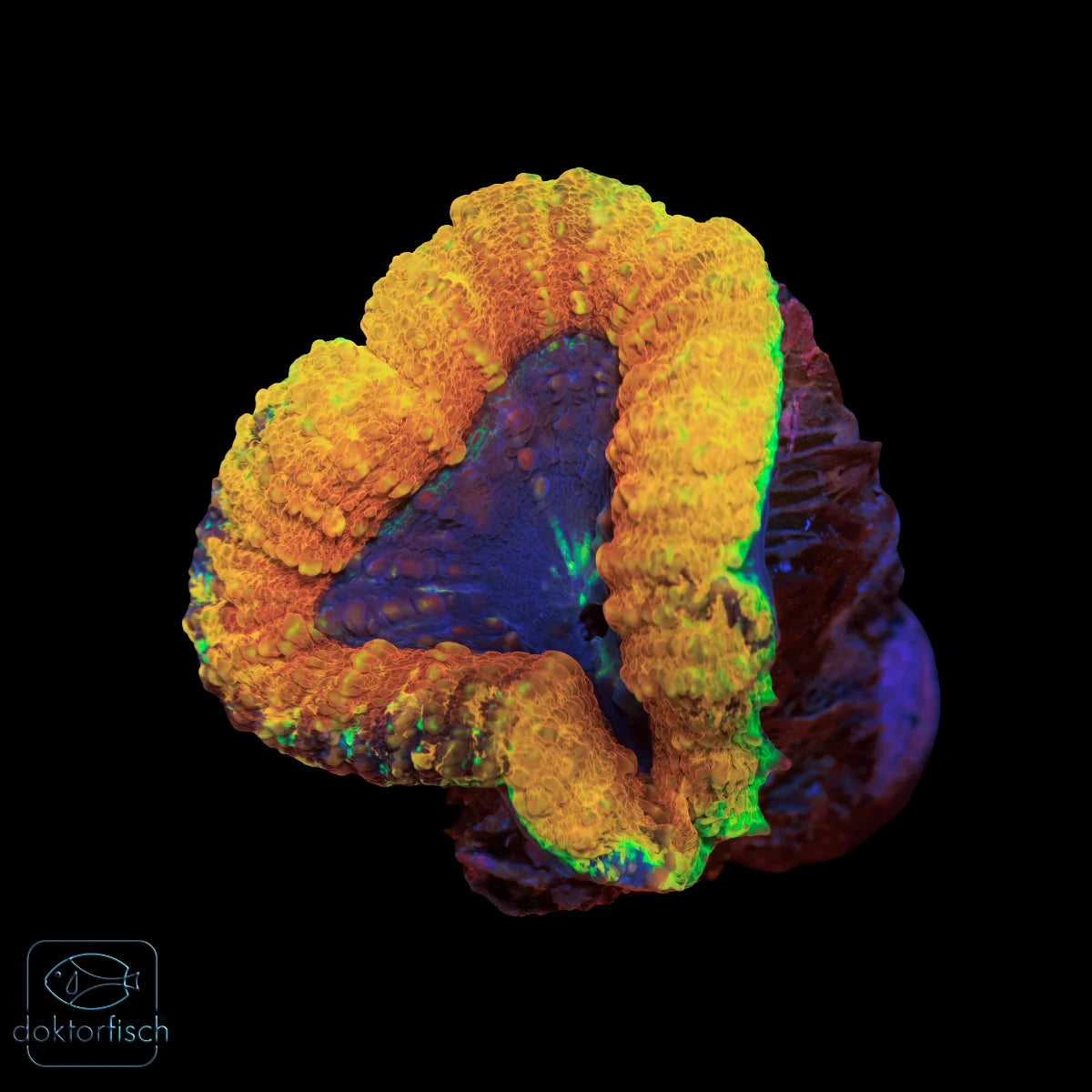 WYSIWYG Lobophyllia Ultra Orange