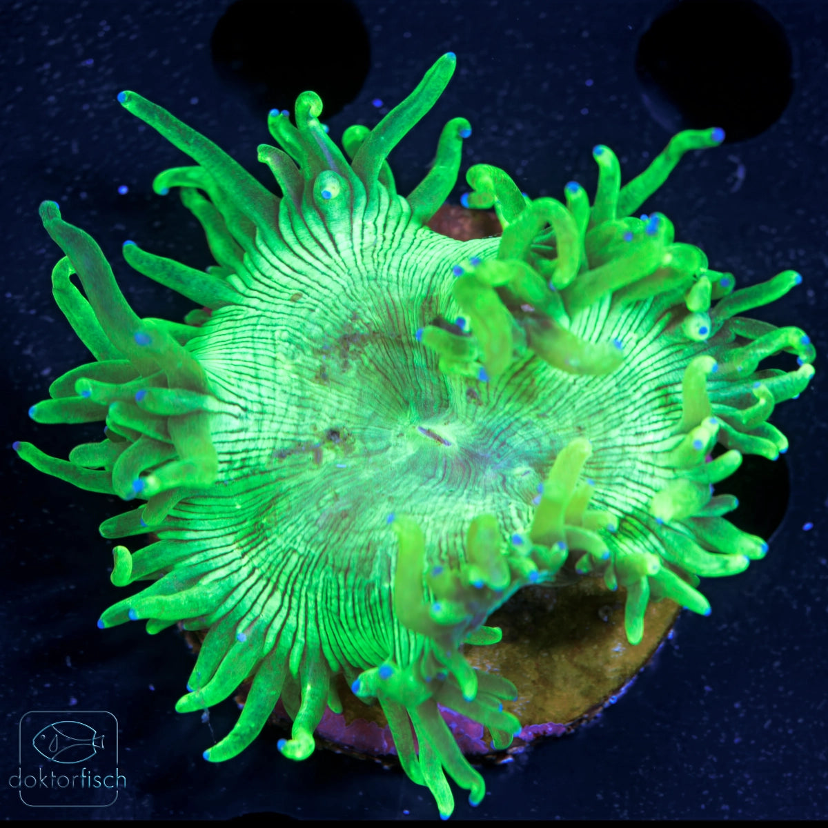 WYSIWYG Catalaphyllia jardinei Neon Green