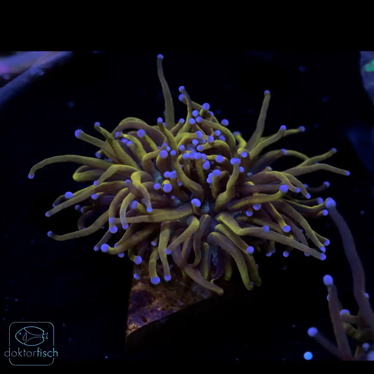 WYSIWYG Euphyllia glabrescens „Rapunzel“