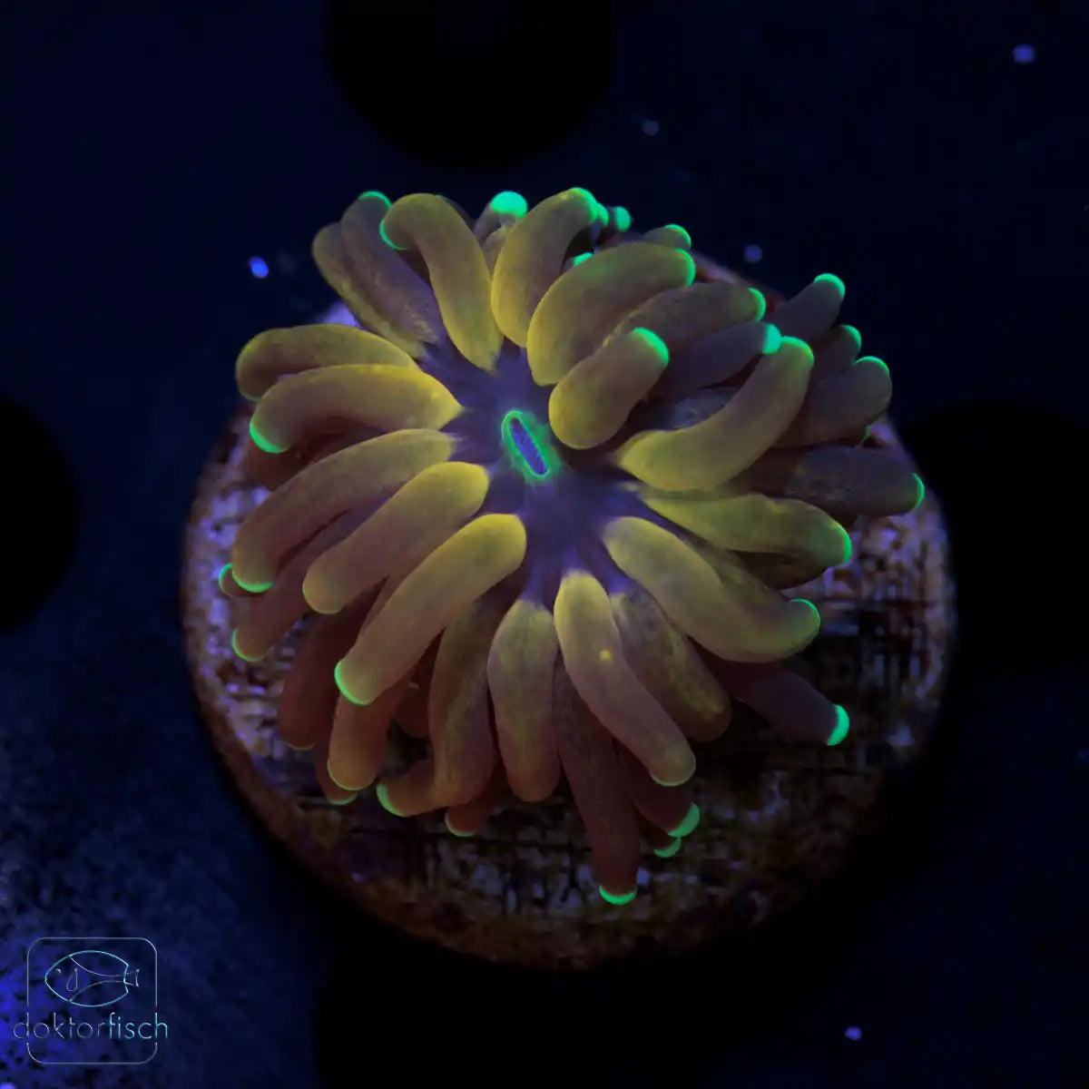WYSIWYG Euphyllia glabrescens „Tiger Torch“