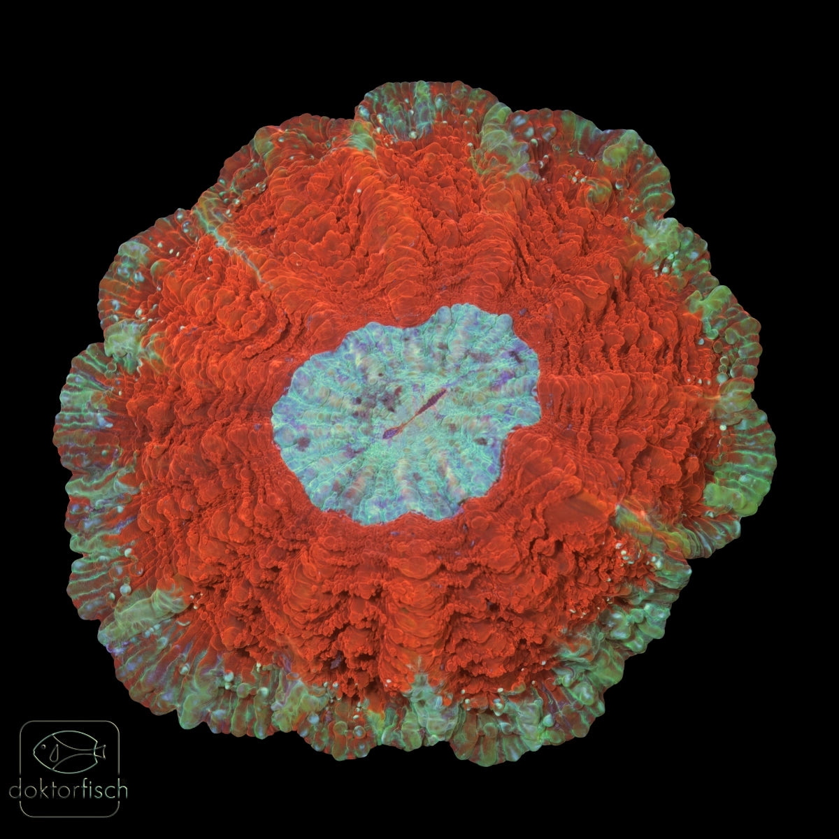 WYSIWYG Acanthophyllia „Blue Center“