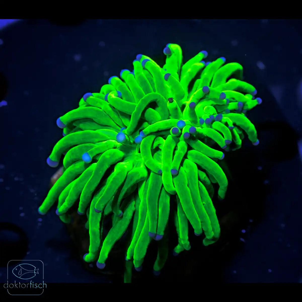 WYSIWYG Euphyllia glabrescens „Holy Grail“