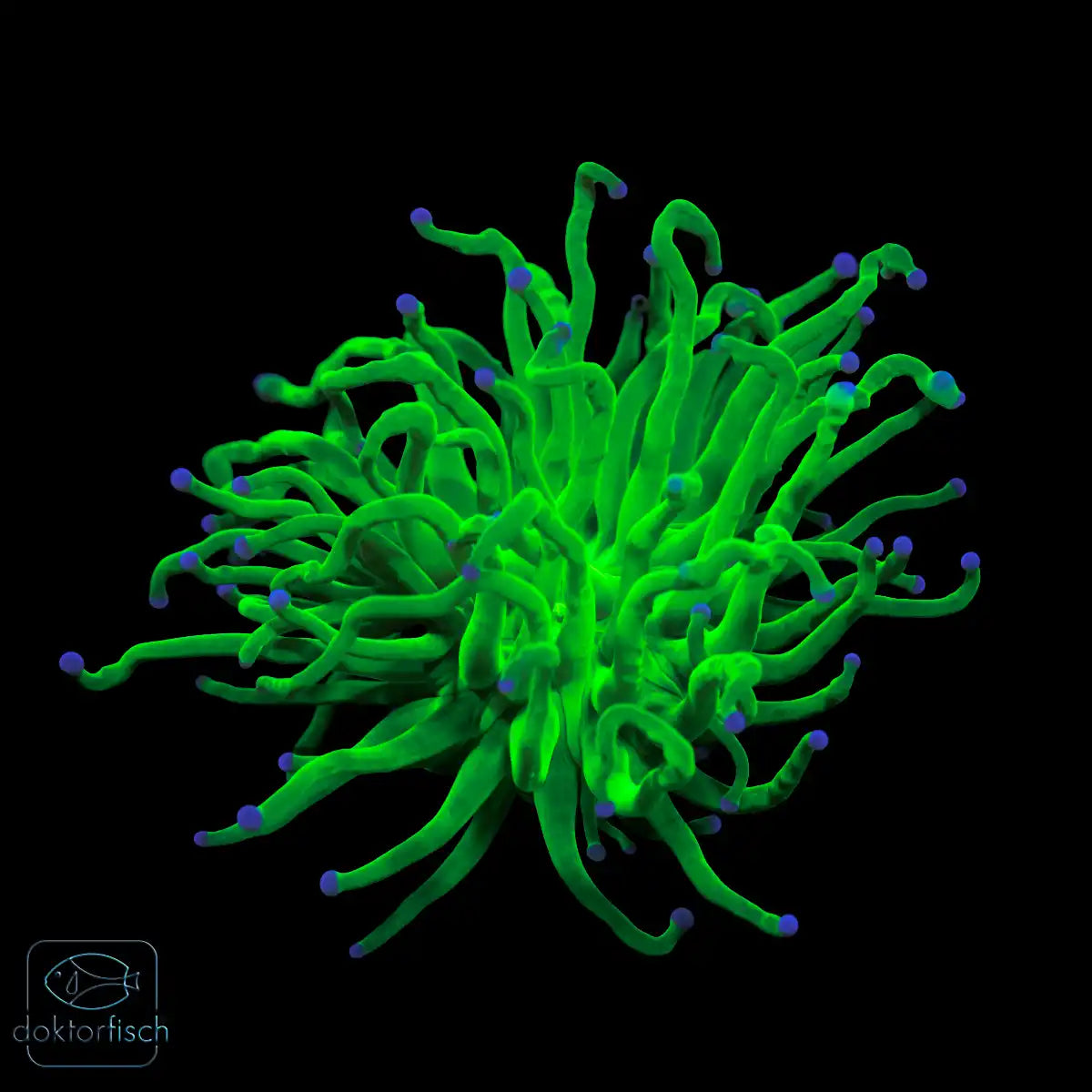 WYSIWYG Euphyllia glabrescens „Holy Grail“