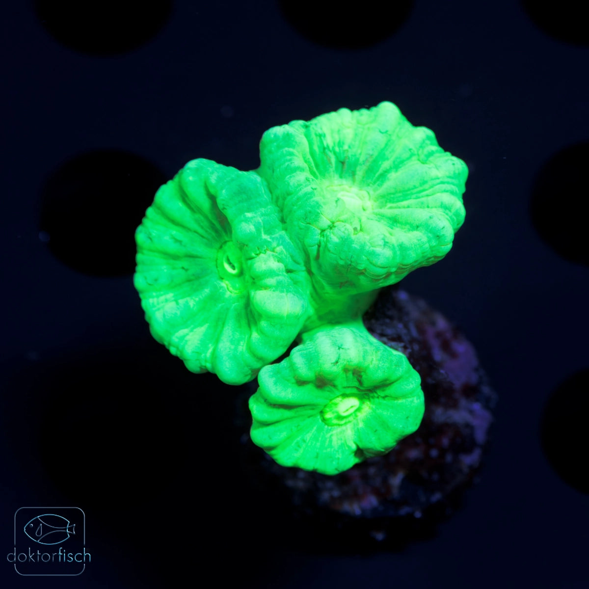 WYSIWYG Caulastrea furcata Green