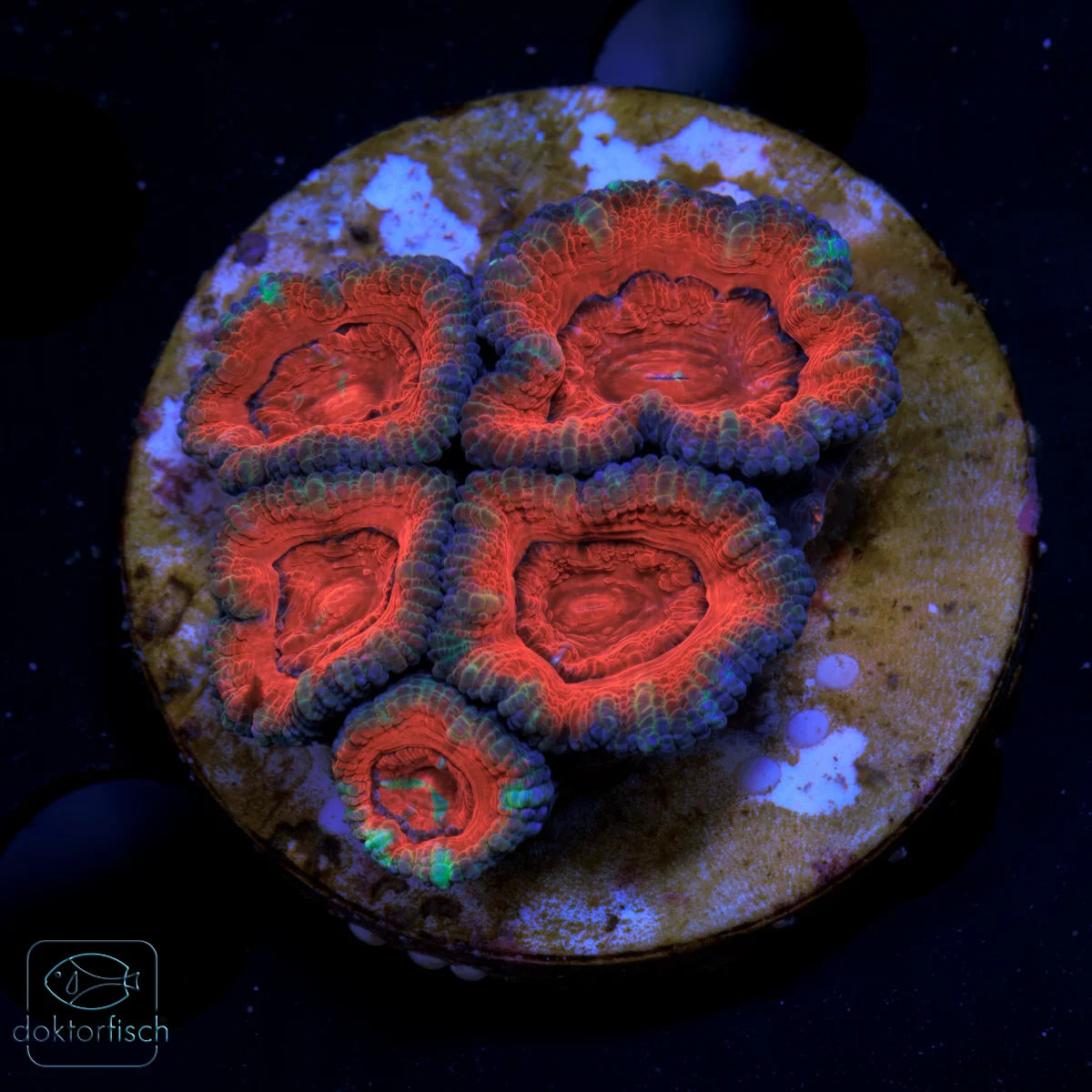 WYSIWYG Acanthastrea lordhowensis
