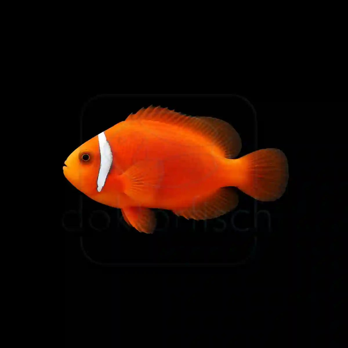 Weißbinden Glühkohlen Anemonenfisch (Amphiprion frenatus) Nachzucht
