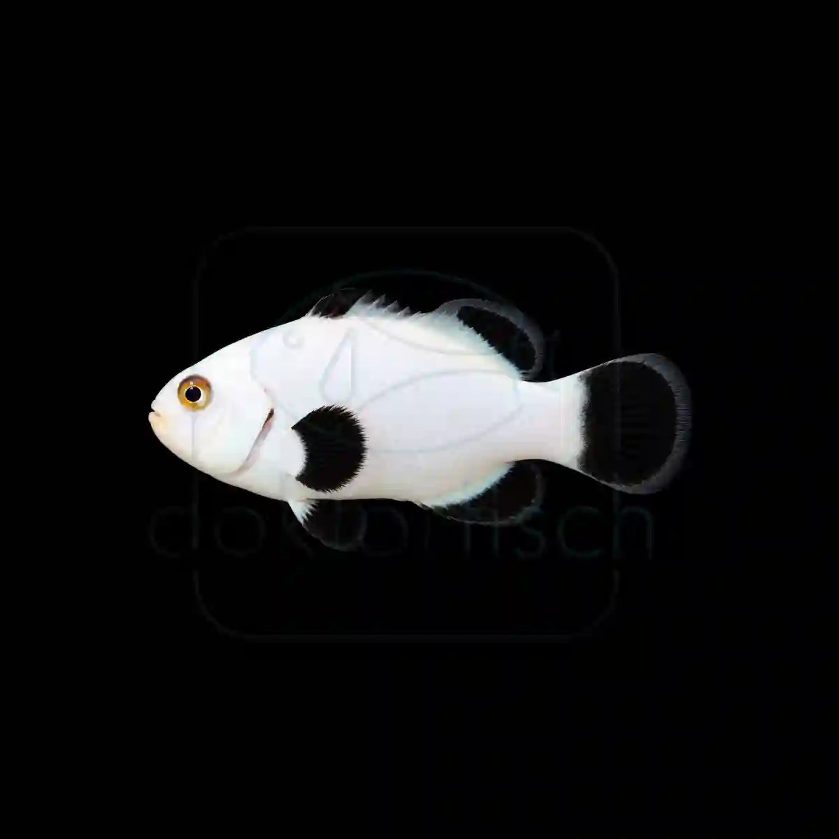 Platinum Percula(Amphiprion Percula) Nachzucht