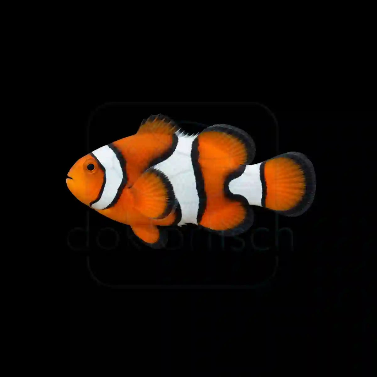 Echter Clownfisch (Amphiprion Percula) Nachzucht
