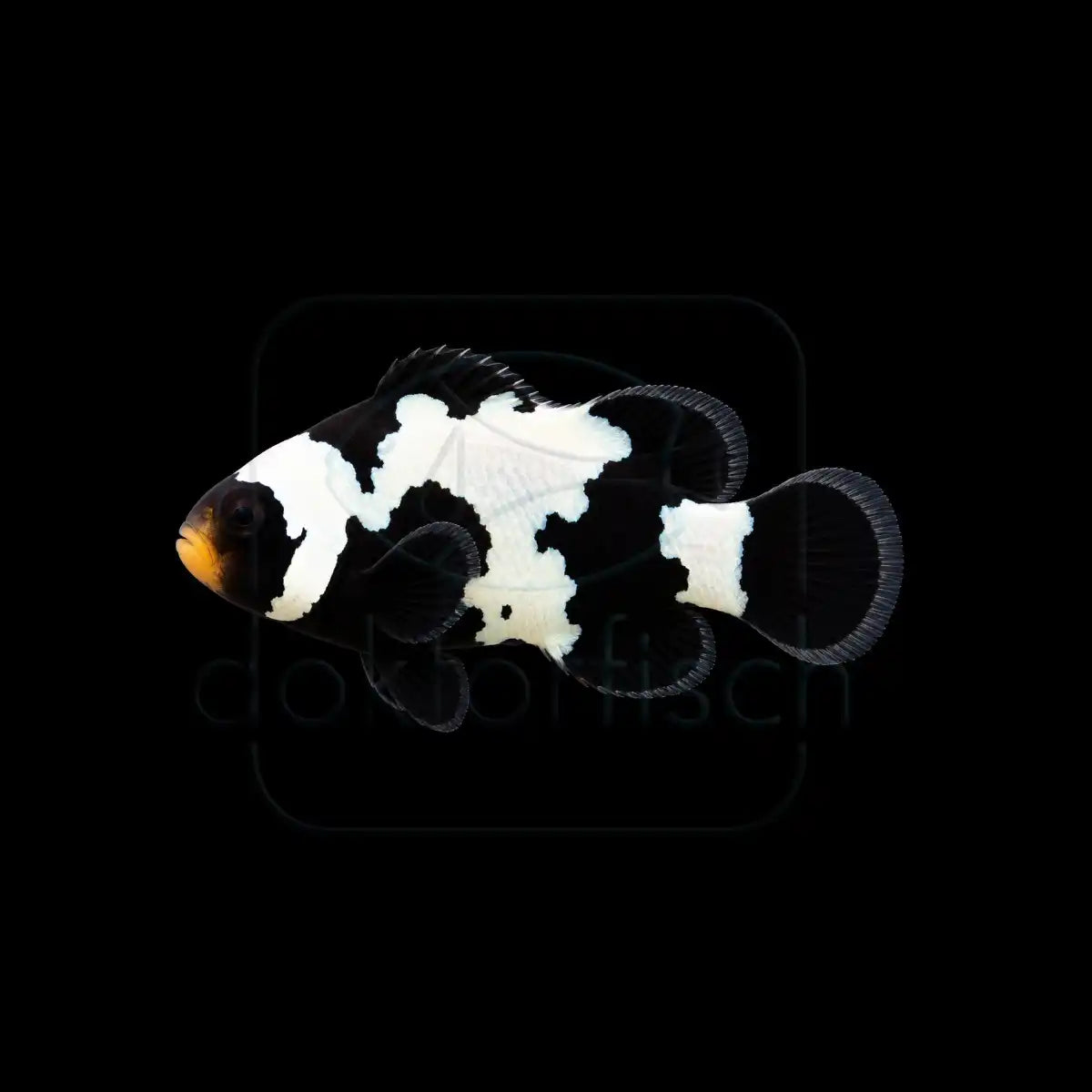 Premium Snowflake Clownfisch (Amphiprion ocellaris) Nachzucht