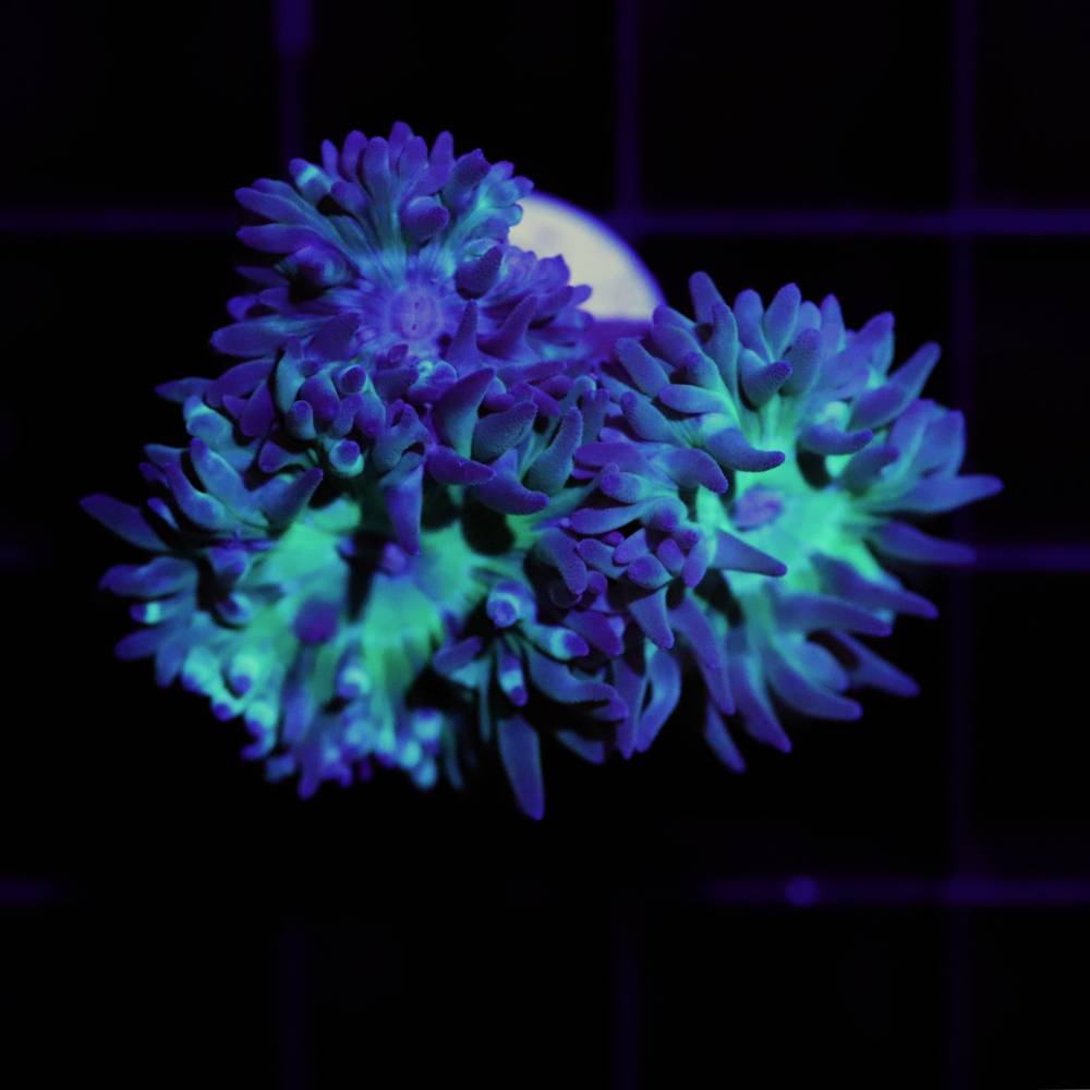 Duncanopsammia axifuga M