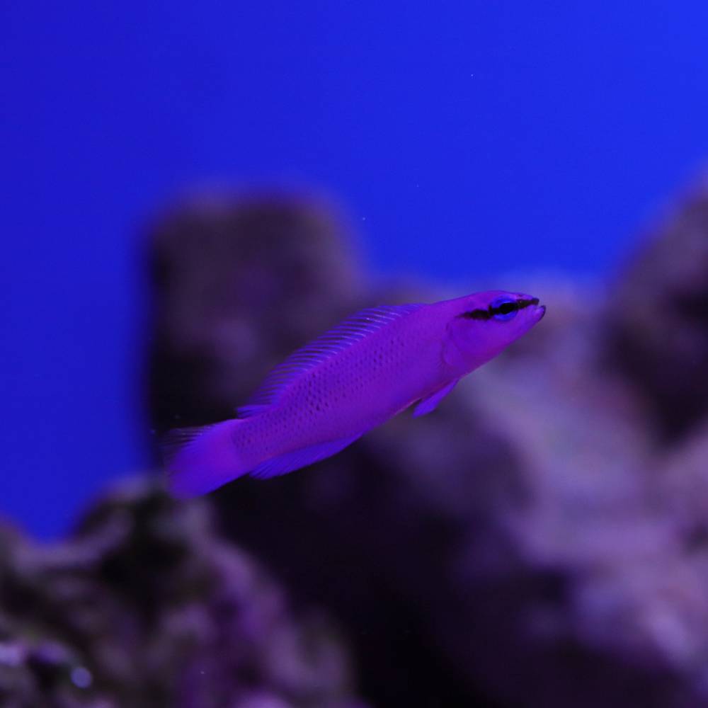 König Salomon Zwergbarsch (Pseudochromis fridmani Nachzucht)