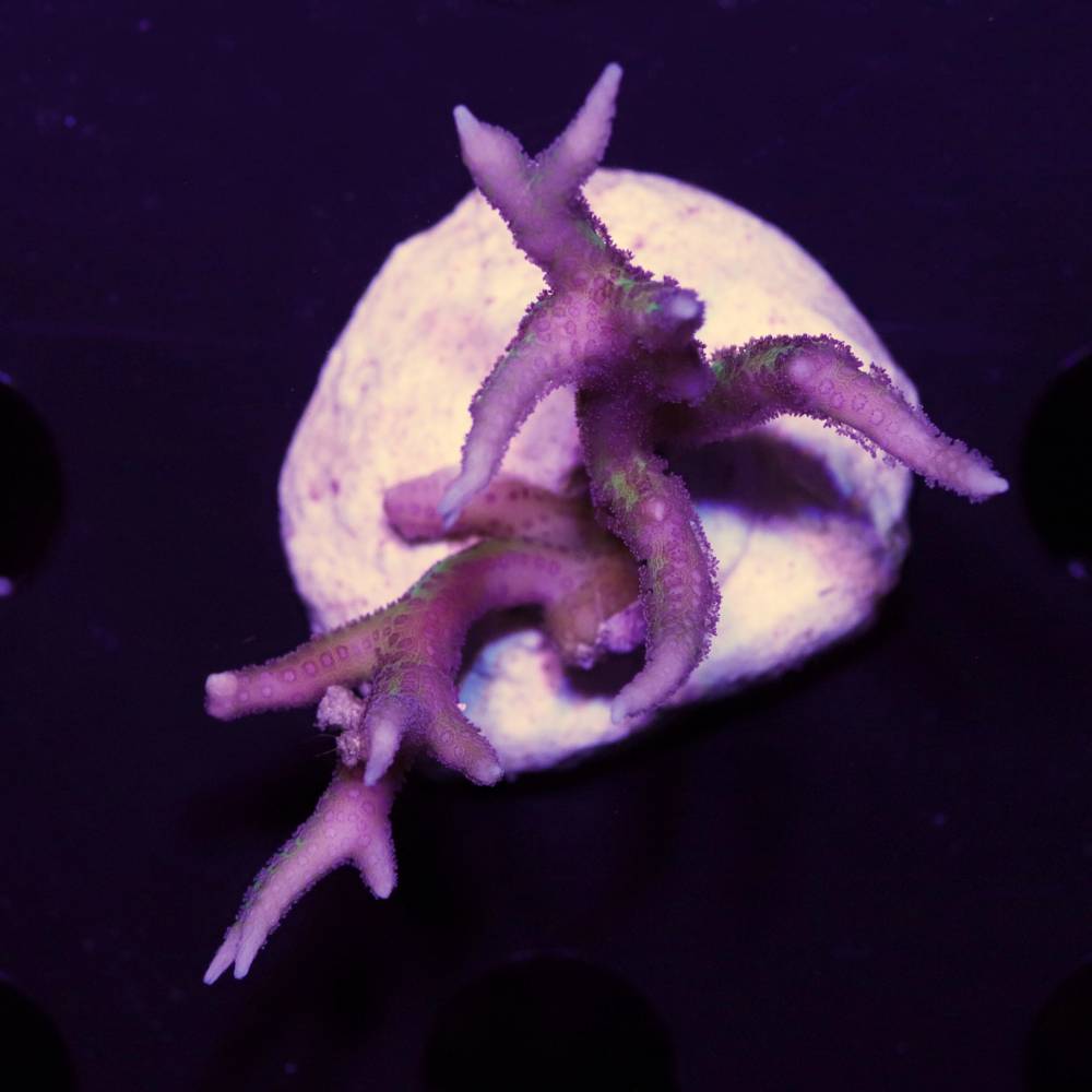 Seriatopora hystrix pink