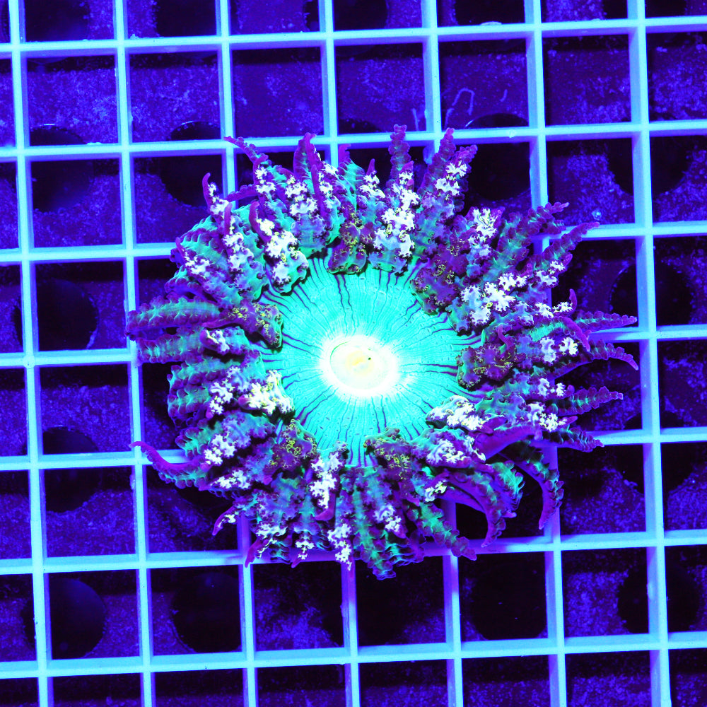 Phymanthus buitendijki Sandanemone