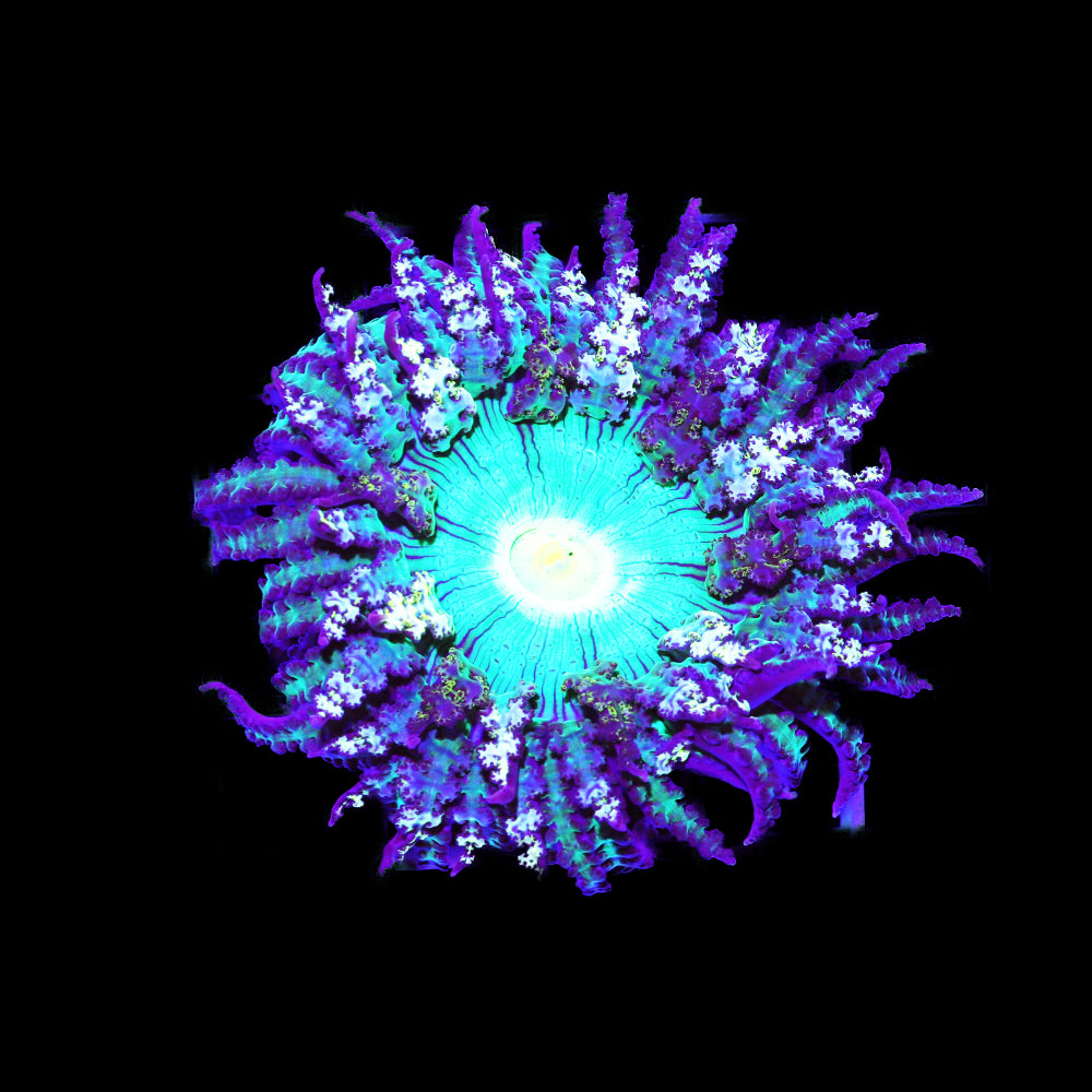 Phymanthus buitendijki Sandanemone