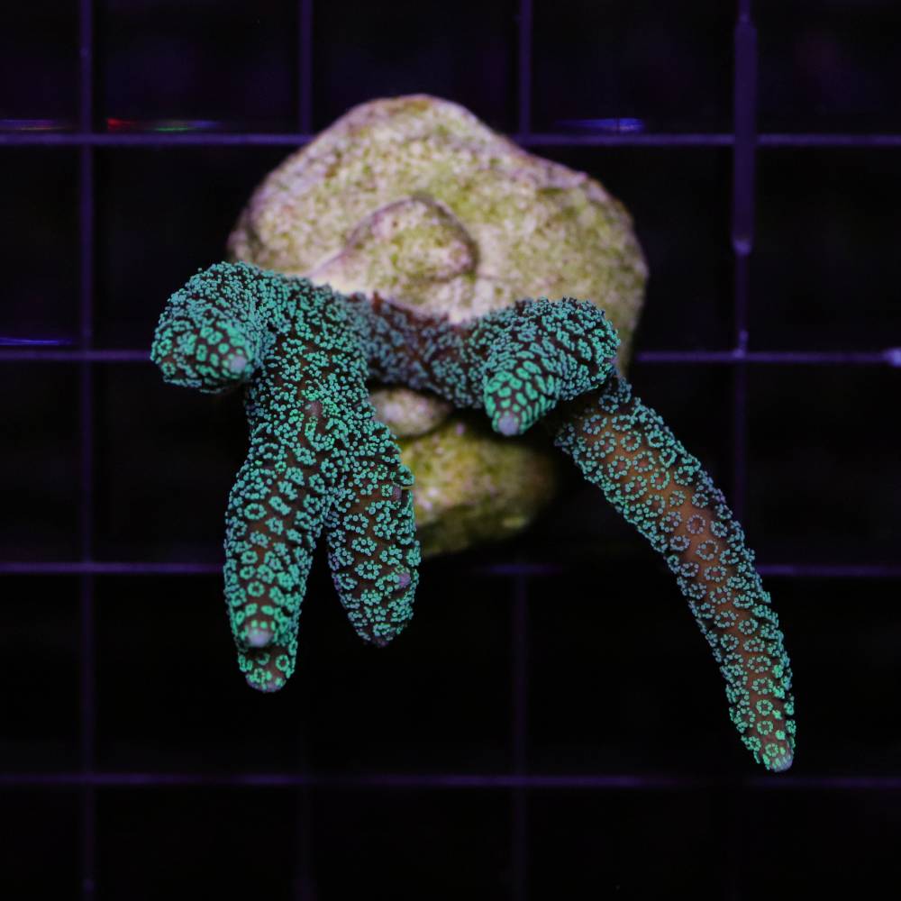 Seriatopora caliendrum grün