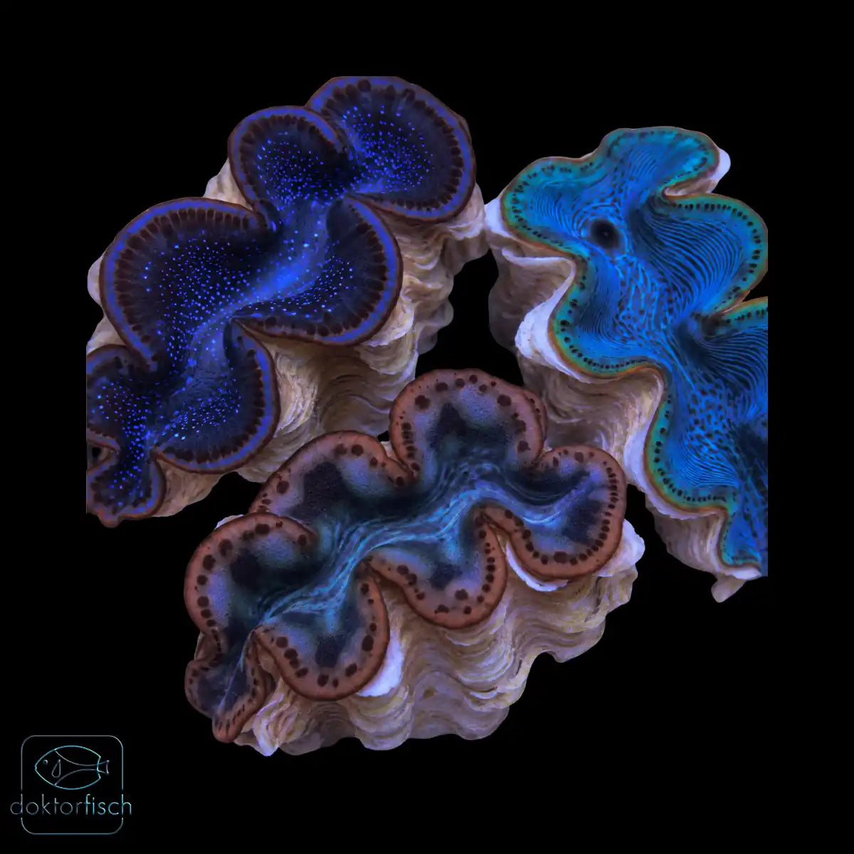 Tridacna Mix 5–6 cm in Blau, Türkis und Braun – Beispielabbildung