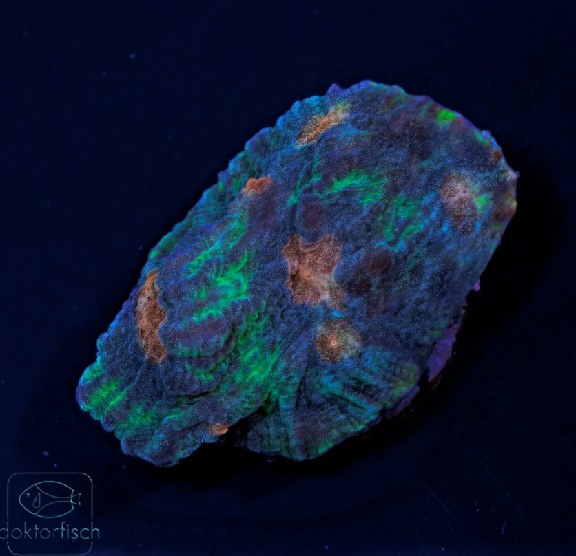 WYSIWYG Chalice Rainbow