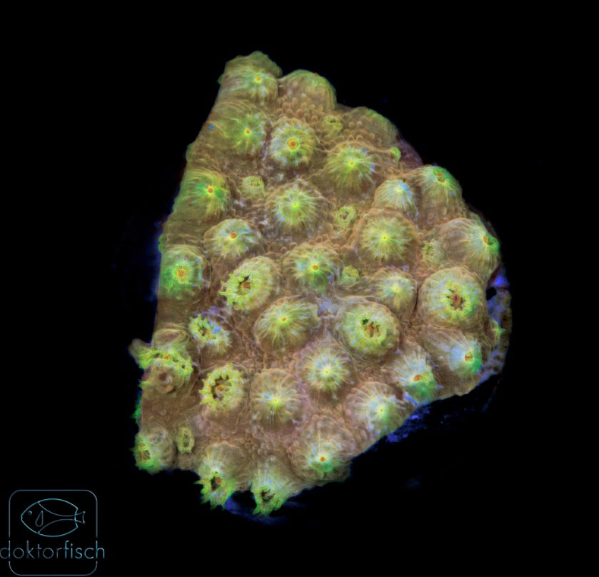 WYSIWYG Cyphastrea Gold