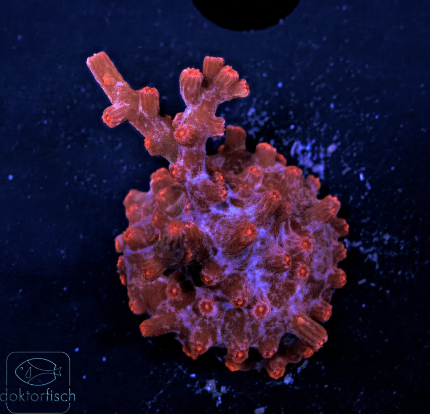 WYSIWYG Cyphastrea decadia rot