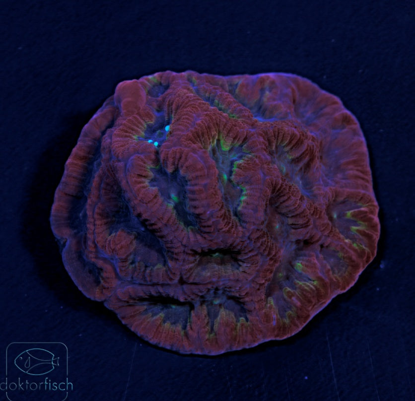 WYSIWYG Favites Purple Red