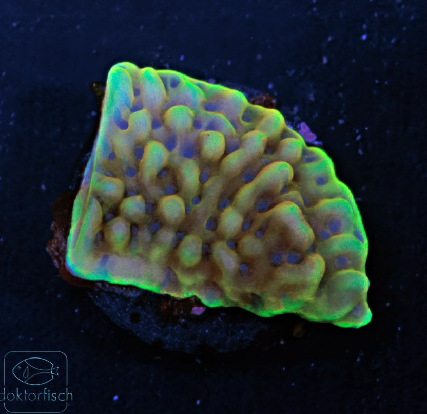 WYSIWYG Montipora Crazy T