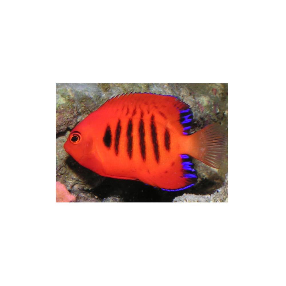 Centropyge loricula – Flammenkaiser