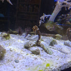 Sonstige Fische
