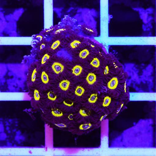 Zoanthus Lemon drops